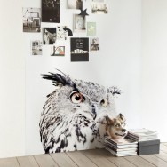 owl wall