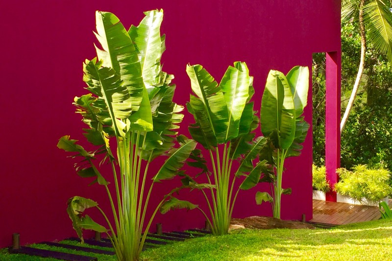 splashes of colours in a tropical vegetation